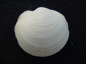 Anodontia alba whole fossil bivalve shell aa 2