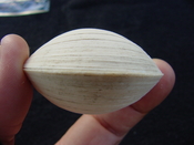 Anodontia alba whole fossil bivalve shell aa 2