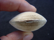 Anodontia alba whole fossil bivalve shell aa 1