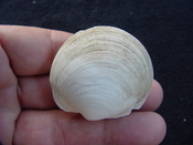 Anodontia alba whole fossil bivalve shell aa 1