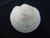 Anodontia alba whole fossil bivalve shell aa 5