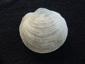 Anodontia alba whole fossil bivalve shell aa 3
