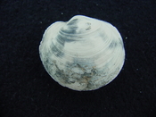 Anodontia alba whole fossil bivalve shell aa 6