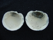 Anodontia alba whole fossil bivalve shell aa 6