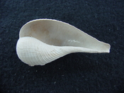 Ficus caloosahatchiensis fragile fossil shell gastropod ff 21