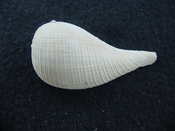 Ficus caloosahatchiensis fragile fossil shell gastropod ff 21