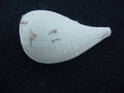 Ficus caloosahatchiensis fragile fossil shell gastropod ff 20
