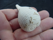 Ficus caloosahatchiensis fragile fossil shell gastropod ff 20