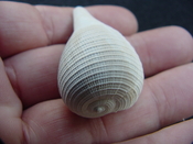 Ficus caloosahatchiensis fragile fossil shell gastropod ff 22
