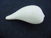 Ficus caloosahatchiensis fragile fossil shell gastropod ff 19