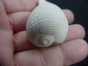 Ficus caloosahatchiensis fragile fossil shell gastropod ff 19