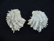 Fossil bivalve shell arcinella cornuta jewel box jb23