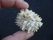 Fossil bivalve shell arcinella cornuta jewel box jb23