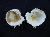 Fossil bivalve shell arcinella cornuta jewel box jb21