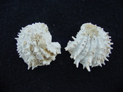 Fossil bivalve shell arcinella cornuta jewel box jb21