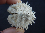 Fossil bivalve shell arcinella cornuta jewel box jb18