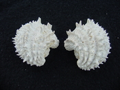 Fossil bivalve shell arcinella cornuta jewel box jb18
