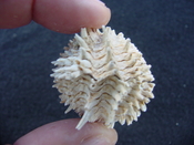 Fossil bivalve shell arcinella cornuta jewel box jb16