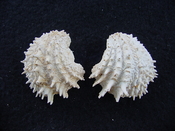 Fossil bivalve shell arcinella cornuta jewel box jb16