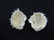 Fossil bivalve shell arcinella cornuta jewel box jb14
