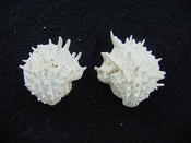 Fossil bivalve shell arcinella cornuta jewel box jb14