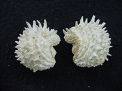 Fossil bivalve shell arcinella cornuta jewel box jb17