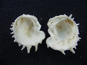 Fossil bivalve shell arcinella cornuta jewel box jb17