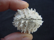 Fossil bivalve shell arcinella cornuta jewel box jb19