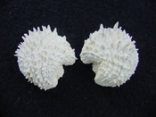 Fossil bivalve shell arcinella cornuta jewel box jb19