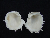 Fossil bivalve shell arcinella cornuta jewel box jb20