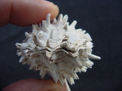 Fossil bivalve shell arcinella cornuta jewel box jb20