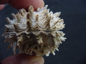 Fossil bivalve shell arcinella cornuta jewel box jb22