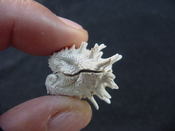 Fossil bivalve shell arcinella cornuta jewel box jb25