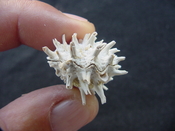 Fossil bivalve shell arcinella cornuta jewel box jb25