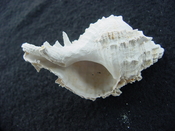Fossil Muricidae Murex Shell Phyllonotus labelleensis pl10