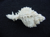 Fossil Muricidae Murex Shell Phyllonotus labelleensis pl10