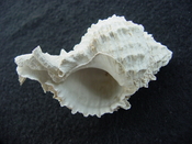 Fossil Muricidae Murex Shell Phyllonotus labelleensis pl8