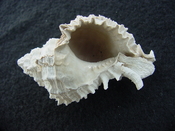 Fossil Muricidae Murex Shell Phyllonotus labelleensis pl9