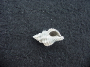 Hesperisternia filicata extinct fossil shell gastropod hf 5