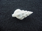 Hesperisternia filicata extinct fossil shell gastropod hf 1