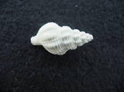 Hesperisternia filicata extinct fossil shell gastropod hf 3