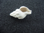 Hesperisternia filicata extinct fossil shell gastropod hf 3