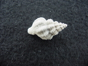 Hesperisternia filicata extinct fossil shell gastropod hf 4