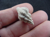 Hesperisternia filicata extinct fossil shell gastropod hf 4