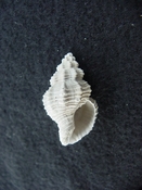 Hesperisternia filicata extinct fossil shell gastropod hf 2