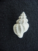 Hesperisternia filicata extinct fossil shell gastropod hf 2
