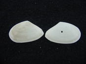 Tellina alternata whole fossil bivalve shell both halves ta5