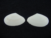 Tellina alternata whole fossil bivalve shell both halves ta2