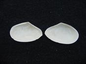 Tellina alternata whole fossil bivalve shell both halves ta2