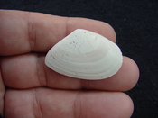 Tellina alternata whole fossil bivalve shell both halves ta11
